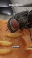 Así es como las moscas realmente consumen la comida....