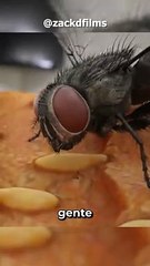 Así es como las moscas realmente consumen la comida....