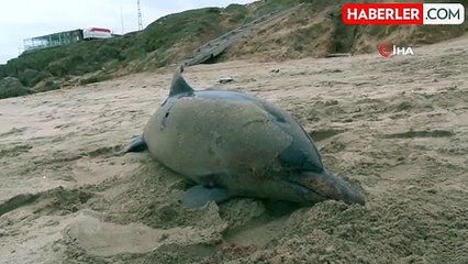 Şile'de ölü yunus sahile vurdu