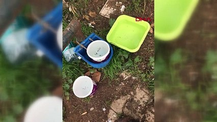 Sitede eziyet iddiası! Kaburgaları kırılan kediye hayvanseverler sahip çıktı