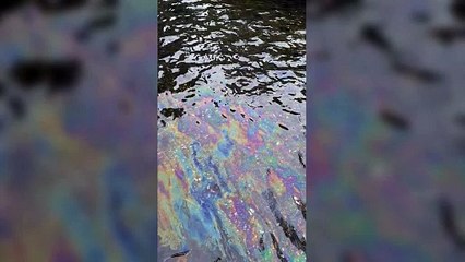 Animals found dead after oil leak in River Stour
