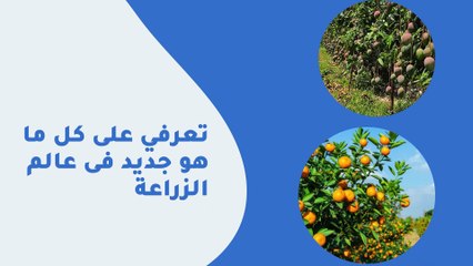 دالحسينى حمد والعناية باشجار المانجو