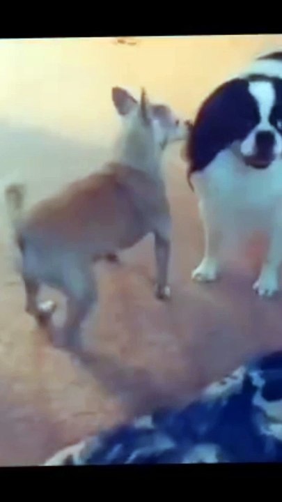 Funny dogs