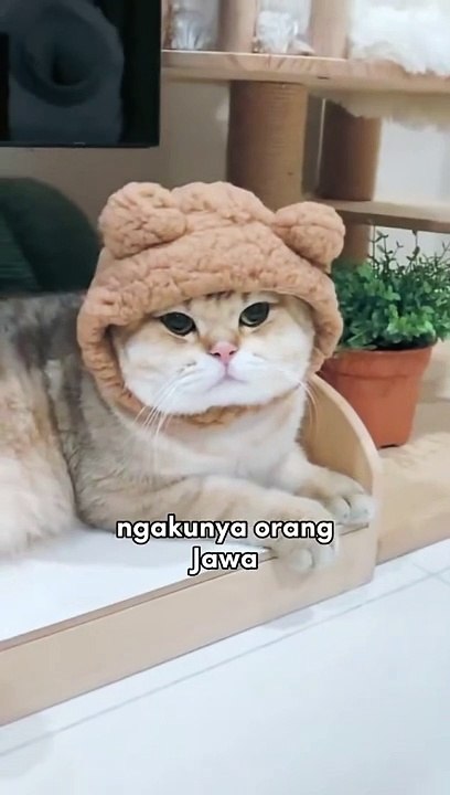 Kucing lucu