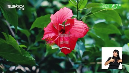 Transformadores de energía #4, 7º Ciencias Naturales Lección Educativa