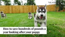 How To Save Money On Looking After Your Puppy | The Money Edit
