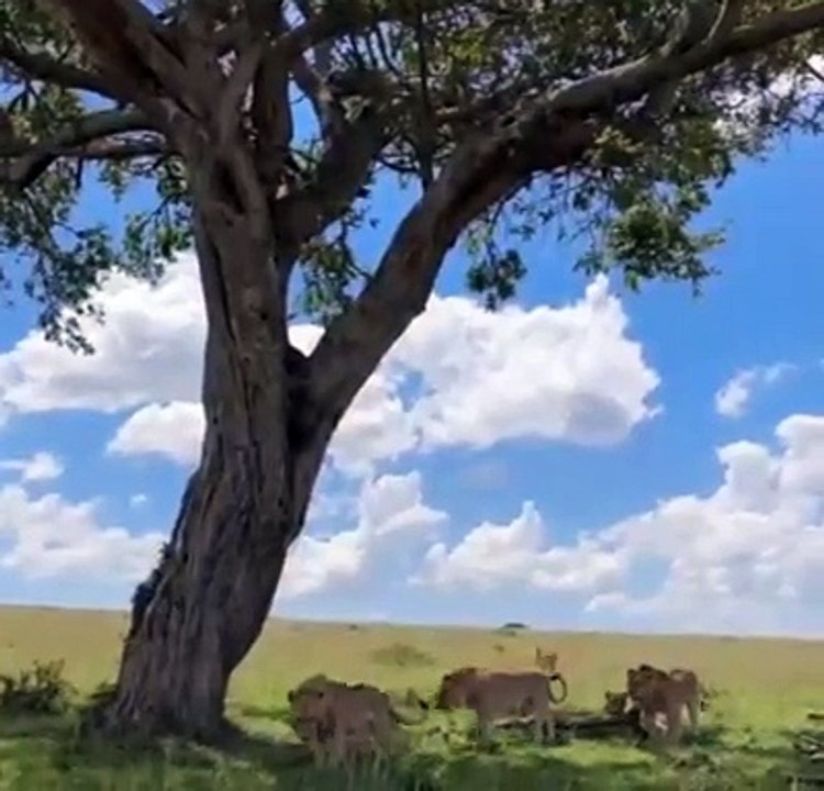 The Topi Pride Is In Search For Some Shade From The Blistering Heat