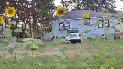 Este es mi vídeo más reciente