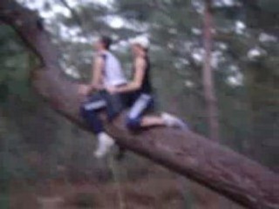 reproduction en foret