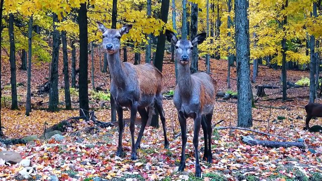 8K VIDEO ULTRAHD 8K VIDEOS Collection of Wildlife Animals for 8k hdr tv 8K 120FPS#8kvideo