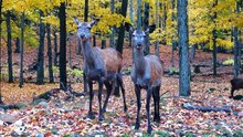 8K VIDEO ULTRAHD   8K VIDEOS Collection of Wildlife Animals for 8k hdr tv   8K 120FPS#8kvideo