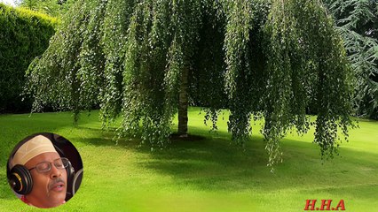 هيمان عود وإيقاع - أيوب طارش - تسجيل خرافي