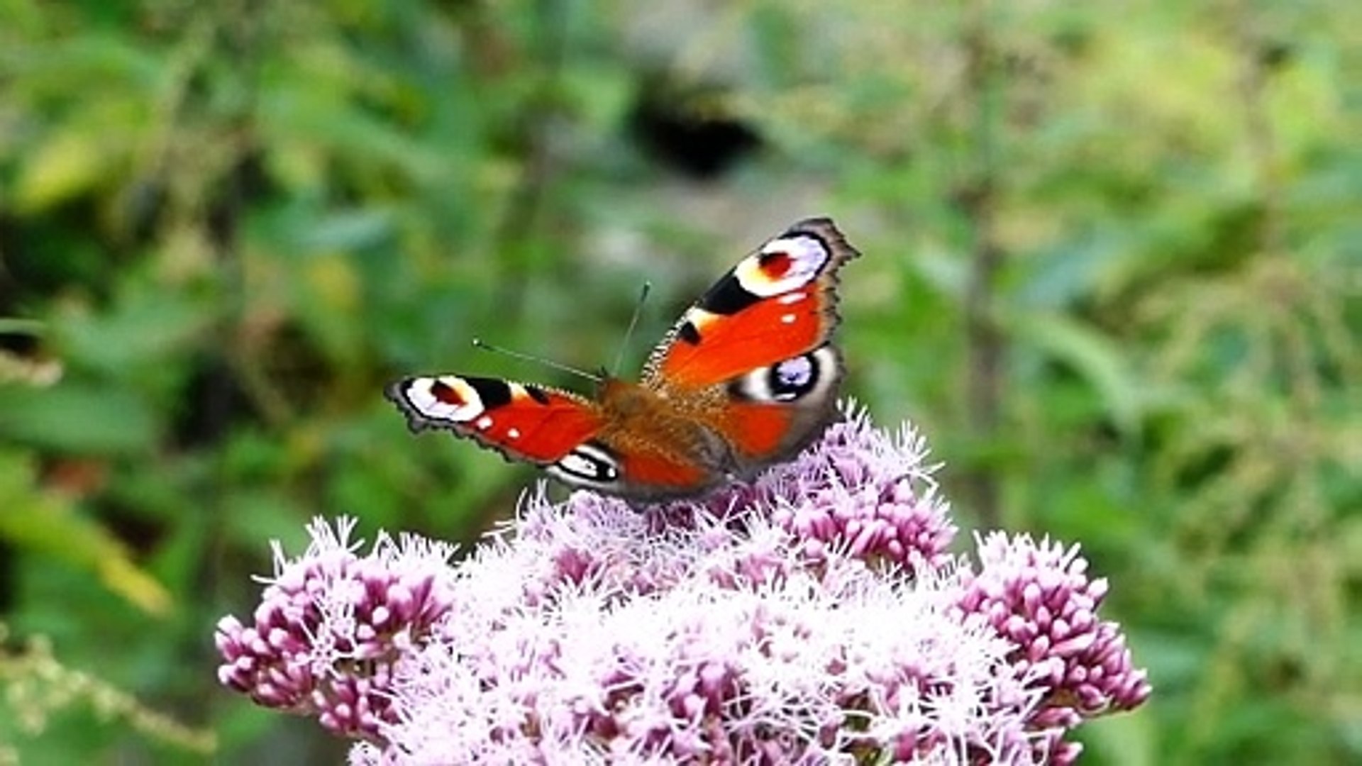 8k Ultra HD Butterflies Quality 120 FPS. Butterfly 8k Video.