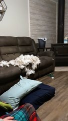 Pupper Caught Being Naughty