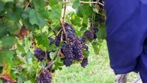 Wine growers report solid yields after years of heavy rain