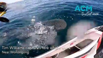 Fisherman spots rare whale shark | February 17, 2024