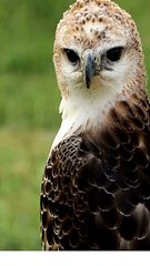 The peregrine falcon