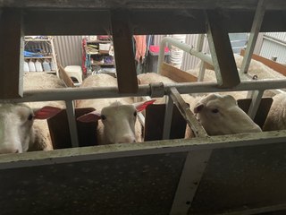 Pecora Dairy Finalist for President's Medal 🏅