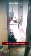 Mau Marahin, Tapi Anabulnya Lucu