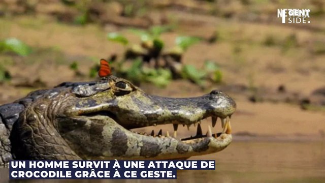 Un homme survit à une attaque de crocodile grâce à ce geste