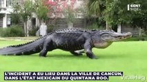 Un enfant de 12 ans survit miraculeusement à une attaque de crocodile