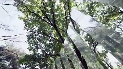 Innocent Thing Bande-annonce (EN)