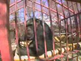 Chimpanzees and New Hammocks