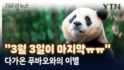 다가온 푸바오와의 이별..."3월 3일이 마지막" [지금이뉴스] / YTN