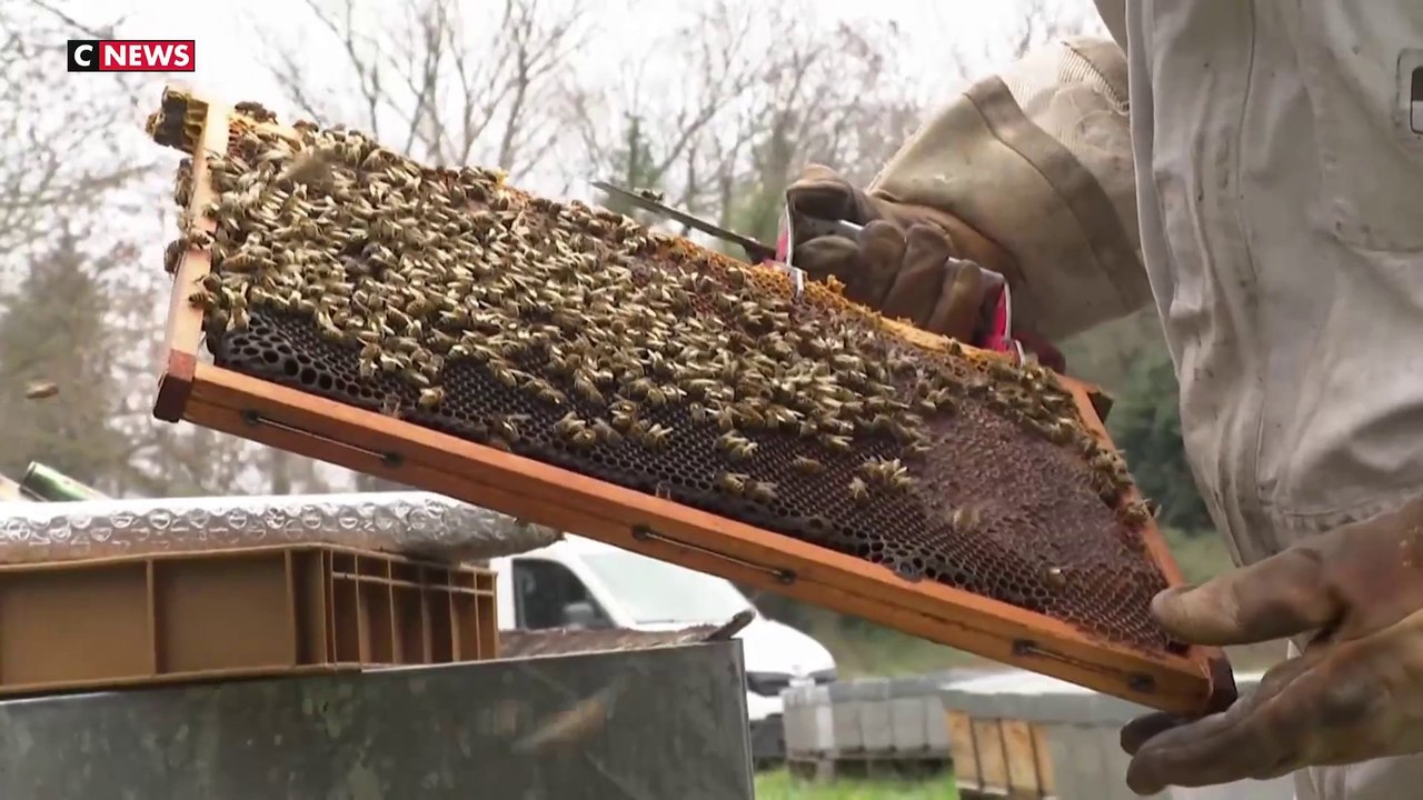 Les apiculteurs revendiquent eux-aussi de meilleures conditions de travail