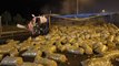 Anadolu Otoyolu'nda patates kamyonu TIR'la çarpıştı