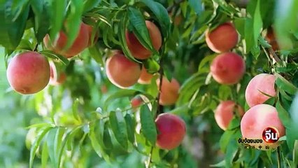 EP.96 (2/2) เปิดอาณาจักร CP ในจีน ตอนที่ 2 | จับจ้องมองจีน