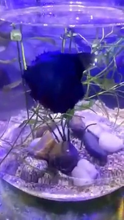 Betta fish