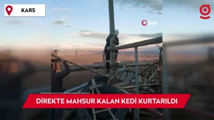 Elektrik direğinde mahsur kalan kedi kurtarıldı