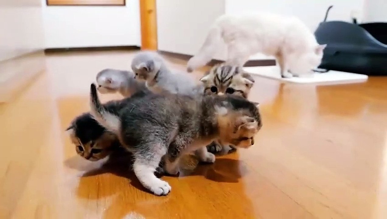 The kitten approaching the daddy  part 1
