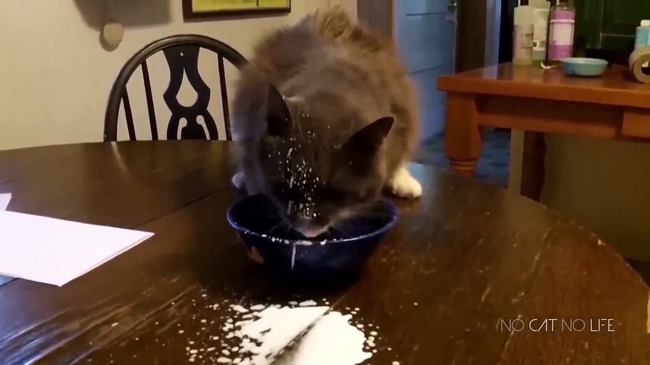 Funny Cats Compilation  Part 3 mp4