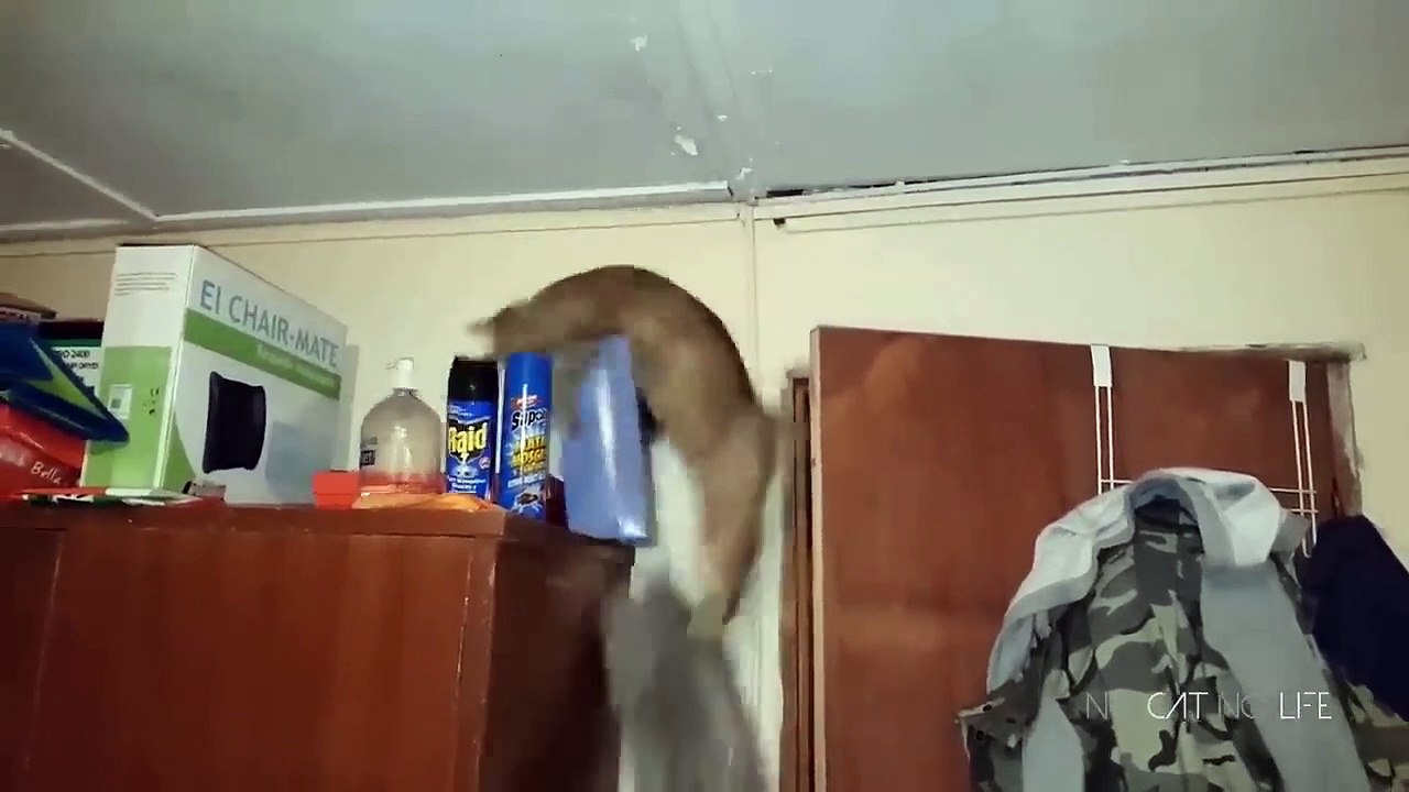 Funny Cats Compilation  Part 2