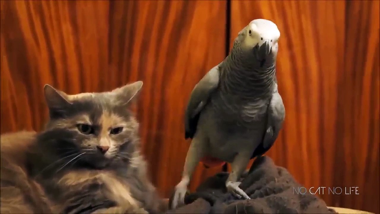 Funny Cats Compilation Part 5