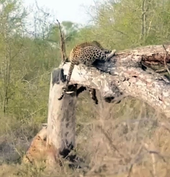 Leopard And Hyena Battling It Out To Win The Remains Of A Impala Kill