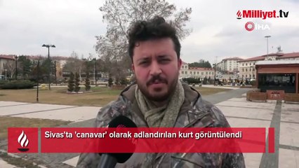 Sivas'ta 'canavar' olarak adlandırılan kurt görüntülendi