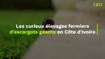 Les curieux élevages fermiers d'escargots géants en Côte d'Ivoire