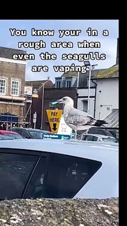 gaivota com cigarro eletrónico