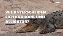 Was ist der Unterschied zwischen einem Krokodil und einem Alligator