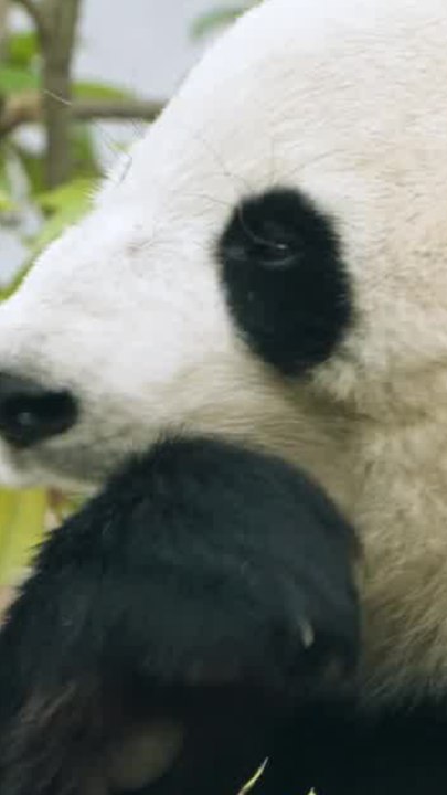 ECTLS - Pourquoi les pandas ont-ils des tâches noires ?