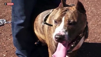 La maltraitance animale en constante augmentation - Sujet de CNews