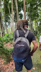 Sangeh Monkey Forest