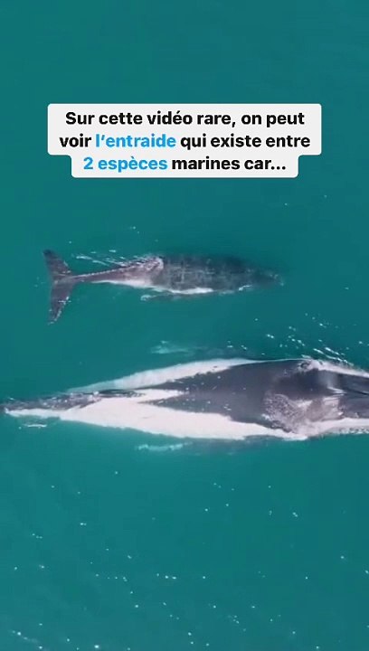 Des baleines sauvées par...