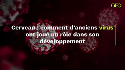 Cerveau : comment d’anciens virus l’ont infecté et ainsi joué un rôle dans son développement