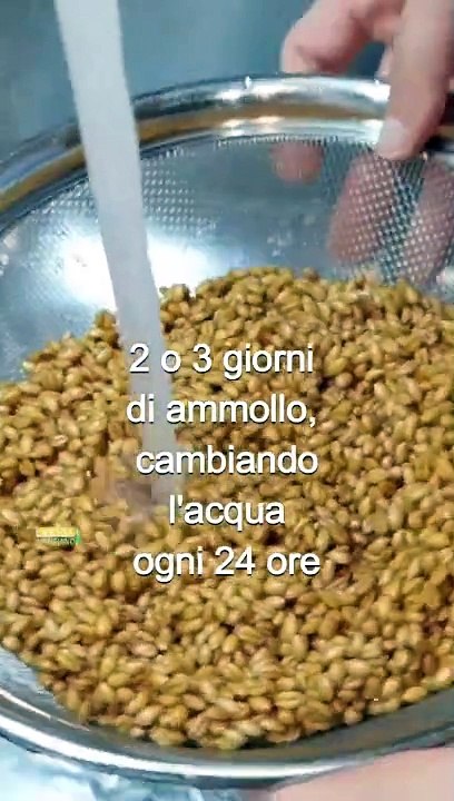 Cuccìa+di+Santa+Lucia,+il+dolce+della+tradizione+siciliana