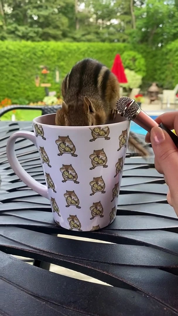 chipmunks ASMR