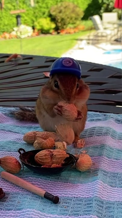 chipmunks + peanuts = LOVE